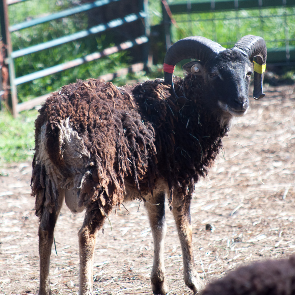 Soay Ram Rushford